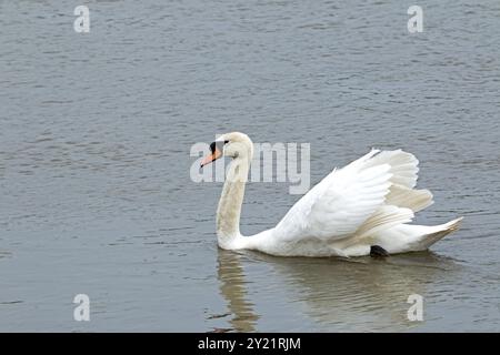 Erwachsener Stummschwan, gleitet auf dem Fluss mit leicht gespreizten Flügeln Stockfoto