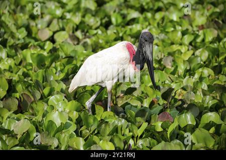 Jabiru-Storch waten in grünen Wasserhyazinthen, Pantanal Feuchtgebiete, Mato Grosso, Brasilien, Südamerika Stockfoto