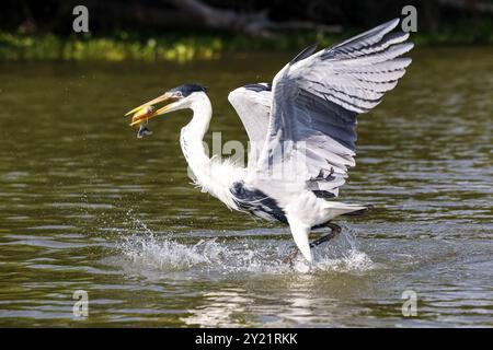 Cocoi-Reiher, der eine Pirhana im Flug über die Flussoberfläche fängt, Pantanal Feuchtgebiete, Mato Grosso, Brasilien, Südamerika Stockfoto