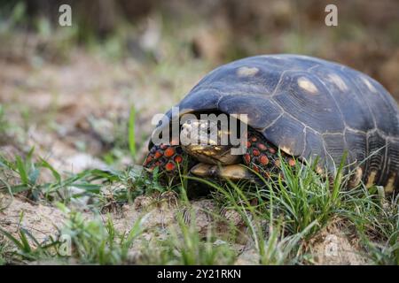 Rotfuß-Schildkrötenkamera im Gras, Pantanal Wetlands, Mato Grosso, Brasilien, Südamerika Stockfoto