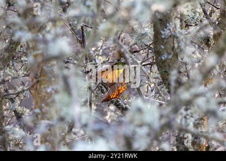 Eines der letzten Blätter des Herbstes, gesehen durch ein Wirrwarr aus Bramble und Lichen Stockfoto