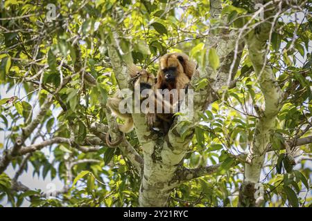 Weibliches Brüllaffen mit Baby, das in einem Laubbaum sitzt, Pantanal Wetlands, Mato Grosso, Brasilien, Südamerika Stockfoto