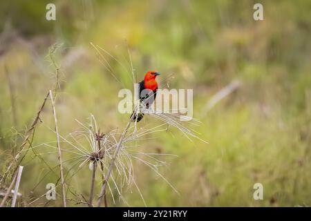 Scharlachköpfige Amsel auf Schilf vor natürlichem unscharfen Hintergrund, Pantanal Feuchtgebiete, Mato Grosso, Brasilien, Südamerika Stockfoto