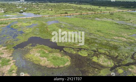 Aus der Vogelperspektive der wunderbaren Pantanal Feuchtgebiete mit Transpantaneira Road und Wasservögeln, Mato Grosso, Brasilien, Südamerika Stockfoto