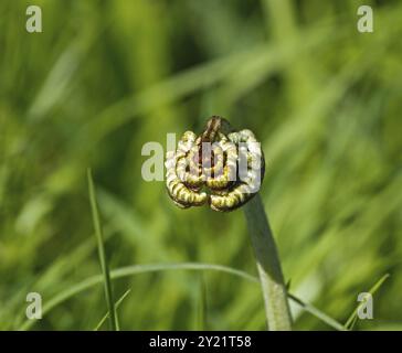 Neues Wachstum Farn Blatt unfurling im Frühling Sonnenlicht im englischen Landhausstil Stockfoto