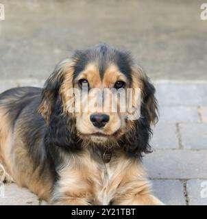 Fünf Monate alter englischer Show Cocker Spaniel Hündchen Stockfoto