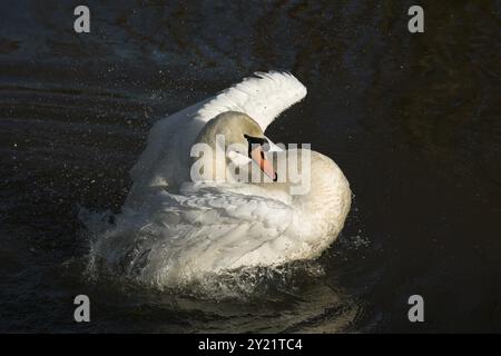 Erwachsene Mute Swan baden im Fluss Arun in West Sussex Stockfoto