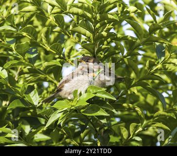 Haussperling Jungvögel in Liguster Hecke Stockfoto