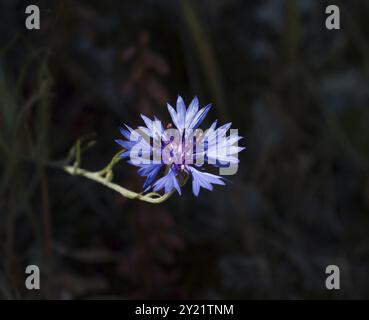 Leuchtend blaue Kornblume auf dunklem Hintergrund Stockfoto