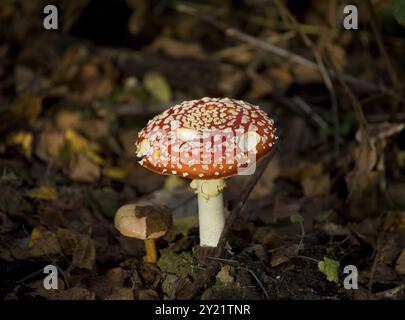 Hochgiftiger Giftpilz Roter und weißer Fliegenpilz mit Bissen, die aus der Kappe gegessen werden Stockfoto