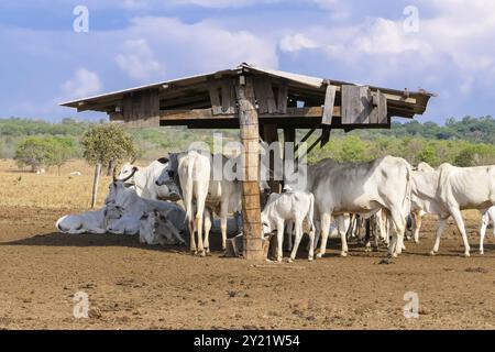 Eine Gruppe weißer Rinder unter einem Stalldach, die sich an einem sonnigen Tag ernähren Stockfoto