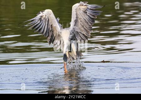 Cocoi-Reiher (Ardea cocoi) fängt mit seinem langen Schnabel in einem Fluss, Pantanal Wetlands, ein Pirhana Stockfoto