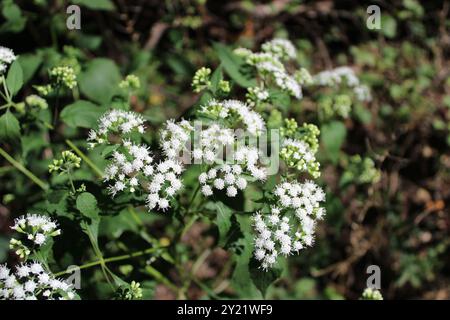 Weiße Schlangenröschen im Camp Ground Road Woods in des Plaines, Illinois Stockfoto