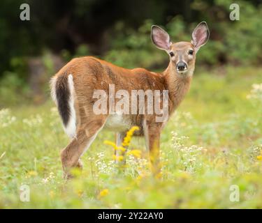 Weiß - Rehkitz auf der Wiese. Stockfoto