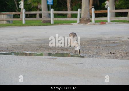 Isolierter blaugrauer Reiher auf zwei Beinen, der in einem mit Wasser gefüllten Schlagloch auf einem Parkplatz steht. Blick direkt in die Sonne nahe Sonnenuntergang. Schnabelkopf nach innen Stockfoto