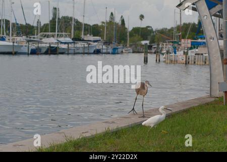 Isolierter blaugrauer Reiher, der auf zwei Beinen thront und nach rechts auf einen weißen Reiher in der Nähe der Seemauer des Yachthafens blickt. Fischreinigungstisch, Dockpfosten, Boote und gr Stockfoto