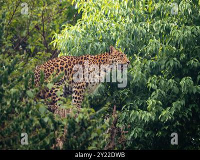 Nahaufnahme eines nordchinesischen Leoparden (Panthera pardus japonensis), der auf einem Baum sitzt, im Chongqing Zoo, China Stockfoto