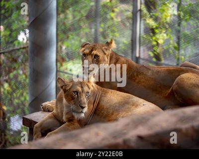 Zwei Löwen ruhen sich im Zoo von Chongqing, China aus Stockfoto