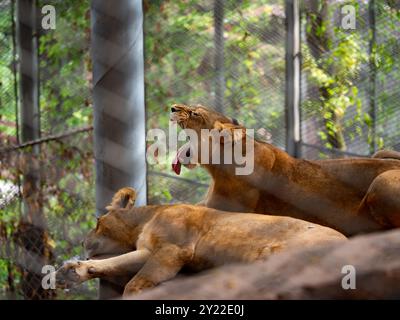 Zwei Löwen ruhen sich im Zoo von Chongqing, China aus Stockfoto
