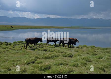 Herde von Kühen, die auf dem See in der kirgisischen Ebene weiden Stockfoto