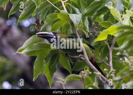 Nördlicher Smaragd-Toucanet, Aulacorhynchus prasinus Stockfoto