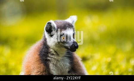 Lemur Nahaufnahme-Porträt mit Ringschwanz. Auffällige gelbe Augen, dunkle Gesichtszüge und weiches Fell vor einem verschwommenen, üppig grünen Hintergrund Stockfoto