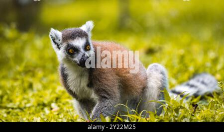 RingschwanzLemur, der auf dem Boden auf der Suche nach einem Nahaufnahme-Porträt ist. Auffällige gelbe Augen, dunkle Gesichtszüge und weiches Fell, das sich vor einem verschwommenen, üppigen Gesicht erhebt Stockfoto