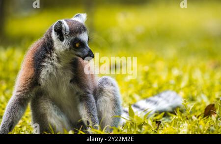 RingschwanzLemur sitzt auf dem Boden Nahaufnahme Porträt. Auffällige gelbe Augen, dunkle Gesichtszüge und weiches Fell, das sich vor einem verschwommenen, üppigen Gesicht erhebt Stockfoto