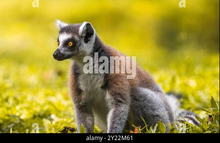 RingschwanzLemur sitzt auf dem Boden Nahaufnahme Porträt. Auffällige gelbe Augen, dunkle Gesichtszüge und weiches Fell, das sich vor einem verschwommenen, üppigen Gesicht erhebt Stockfoto