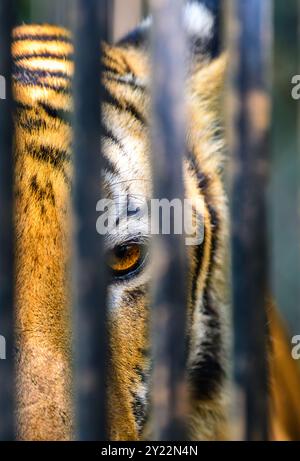 Tiger Eye blickt durch Metallstangen im Dehiwala Zoo, Sri Lanka. Stockfoto