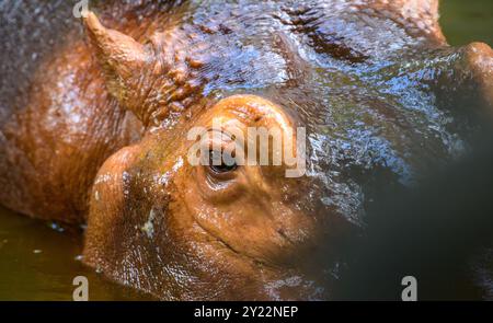 Der Nilpferd tauchte halb in trübes Wasser, wobei nur seine Augen, Ohren und ein Teil seines Kopfes sichtbar waren Stockfoto