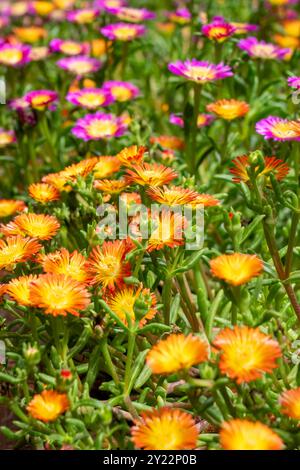 Issaquah, Washington, USA. Eispflanzen, Delosperma Hot Pink Wonder und Delosperma Orange Wonder Stockfoto