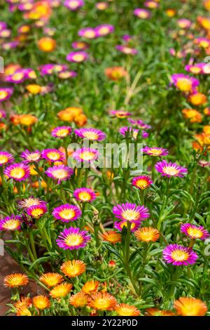 Issaquah, Washington, USA. Eispflanzen, Delosperma Hot Pink Wonder und Delosperma Orange Wonder Stockfoto