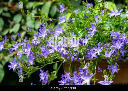 Issaquah, Washington, USA. Bellflower (Campanula'Blauer Wasserfall') blüht in einem Tontopf. Stockfoto