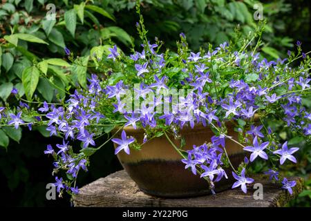 Issaquah, Washington, USA. Bellflower (Campanula'Blauer Wasserfall') blüht in einem Tontopf. Stockfoto