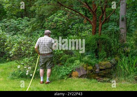 Issaquah, Washington, USA. Reifer Mann, der weiße Gänseblümchen und David-Viburnum-Sträucher tränkt. HERR) Stockfoto