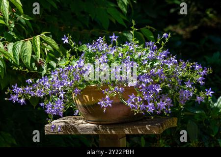 Issaquah, Washington, USA. Bellflower (Campanula'Blauer Wasserfall') blüht in einem Tontopf. Stockfoto