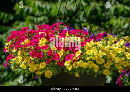 Issaquah, Washington, USA. Hängende Pflanzgefäße von Calibrachoa, krautige Pflanzen mit Holzachse, die jährlich oder mehrjährig wachsen. Stockfoto