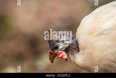 Der einzigartige Kopf und die Gesichtszüge des Perlhühnes zeigen detaillierte Nahaufnahmen. Stockfoto