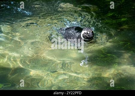 Tacoma Zoo, Tacoma, Washington, USA. Magellan-Pinguin schwimmen Stockfoto