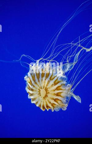 Point Defiance Zoo & Aquarium, Tacoma, Washington. Die langen, streamer ähnlichen Tentakeln der Japanischen Seekessel (Chrysaora pacifica) schwimmenden Quallen Stockfoto