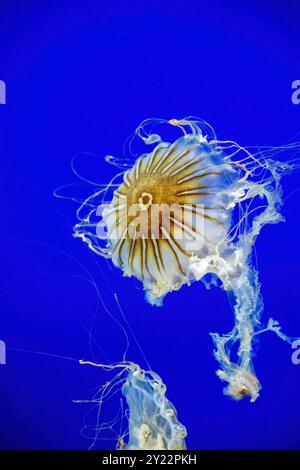 Point Defiance Zoo & Aquarium, Tacoma, Washington. Die langen, streamer ähnlichen Tentakeln der Japanischen Seekessel (Chrysaora pacifica) schwimmenden Quallen Stockfoto