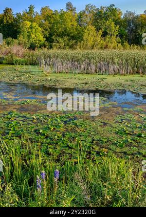 Great Blue Lobelia (Lobelia siphilitica) wächst am Rande eines Rückwassergebiets des DesPlaines River mit Lily Pads, Welpen und dem Wald in der Stockfoto