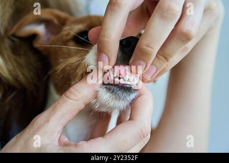 Tierärztliche Untersuchung des losen Säuglingszahnes des Hundes während der ärztlichen Untersuchung in der Tierklinik. Tierpflege Stockfoto