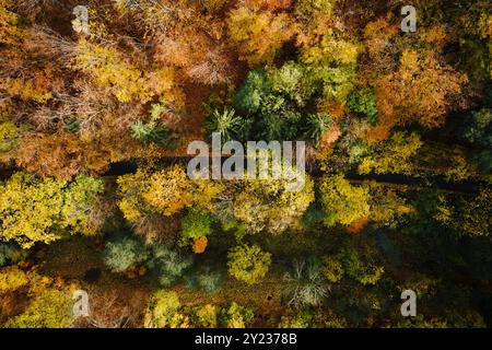 Blick von oben auf den Herbstwald mit farbigen Bäumen in den Bergen. Naturlandschaft Stockfoto