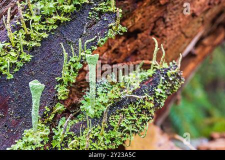 Nahaufnahme bei Trompetenbecherflechte auf einem verfaulten Baumstamm Stockfoto