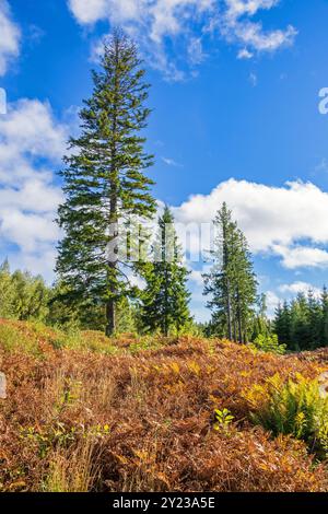 Fichte auf einem Moor mit Farnen im Herbst Stockfoto