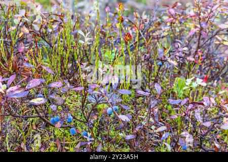 Heidelbeeren im Herbst Stockfoto