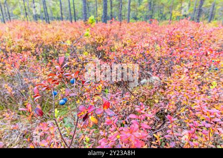 Heidelbeeren in einem Wald bei mit Blättern im Herbst Stockfoto