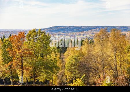 Autumn colors at a forest in a beautiful landscape view Stockfoto